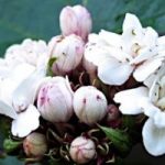 Тропический гость клеродендрум у вас дома: выращивание и уход за цветком