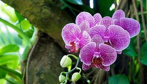 Декоративное растение орхидея
