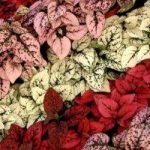 Гипоэстес –правила ухода за цветком с разноцветными листьями