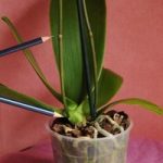 Как правильно обрезать стрелку цветоноса на орхидее, уход за растением