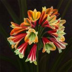 Цветок Кливия – уход в домашних условиях и фото видов